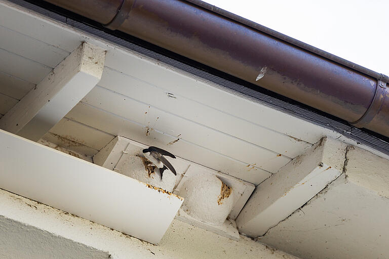 Eine Mehlschwalbe an einem künstlichen Nest in der Dreikronenstraße.