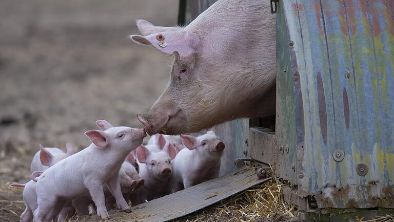 In Hainert soll ein bestehender Schweinestall umgebaut werden. Die Gemeinde verlangt von dem Bauherrn ein&nbsp;Emissionsgutachten.&nbsp;