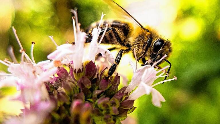 Biene auf Oreganoblüte: Nicht nur Bestäuberinsekten fliegen auf Gewürzkräuter &ndash; sie bieten auch einiges für menschliche Sinne.