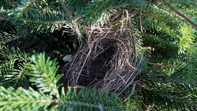 Vögel nutzen die Plantage auch zum Nisten.