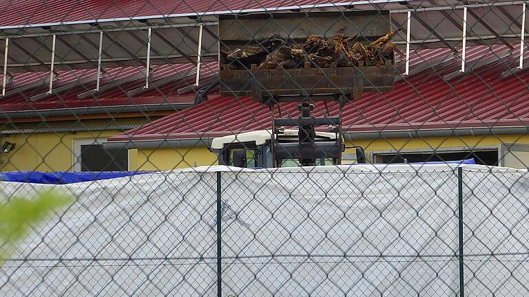 Ein Frontlader kippt am Montag Schweinekadaver auf einen Lkw. Im Tierskandal von Osthausen hat die Entsorgung begonnen.