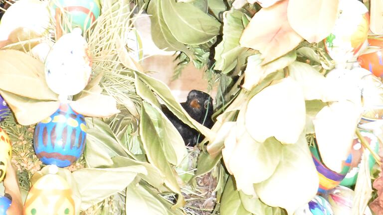 Viel schöner kann man als Amsel in Schweinfurt nicht wohnen. Aus der Osterdeko am Osterbrunnen im Zürch heraus, beäugt ein Amsel-Elternteil misstrauisch den Fotografen.