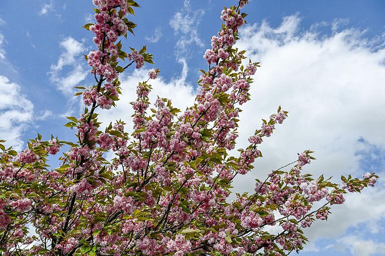 Bereits Mitte April stehen die Kirschblüten am Hubland in Würzburg in voller Blüte.