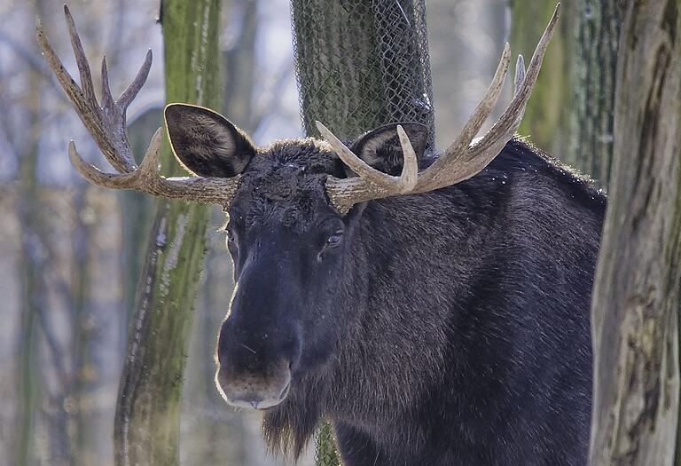 Der Begründer der Schweinfurter Elch-Dynastie: Elch Lasse I. 2004 ist er in den Wildpark eingezogen, 2014 ist er gestorben. Der Begründer der Schweinfurter Elch-Dynastie: Elch Lasse I. 2004 ist er in den Wildpark eingezogen, 2014 ist er gestorben. 