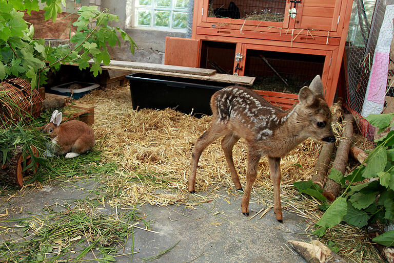 Der kleine Rehbock lebt zusammen mit Hasen und Meerschweinchen und wird aufgepäppelt.