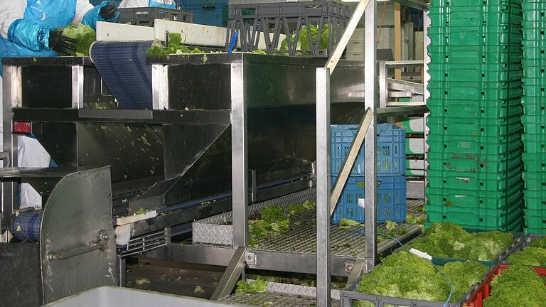 Eine Salat-Verarbeitungsmaschine im modernen Produktionsbetrieb von Töpfer in Albertshofen (Archivbild von 2019).