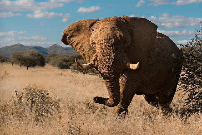 Mächtig: Elefant.