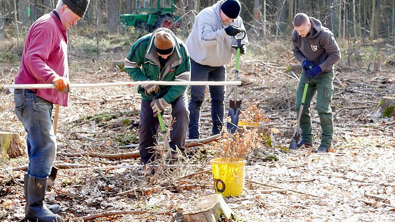 Wichtig ist der Abstand: Aber nicht nur wegen des Corona-Infektionsschutzes, sondern auch der Pflanzabstand bei der Neubepflanzung im Waldgebiet Gehaid in Unterspiesheim ist entscheidend.