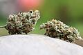 Cannabis       -  Cannabis ist an verschiedenen Orten in Bad Kissingen demnächst verboten.