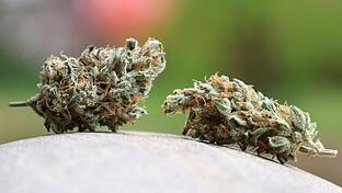 Cannabis       -  Cannabis ist an verschiedenen Orten in Bad Kissingen demnächst verboten.