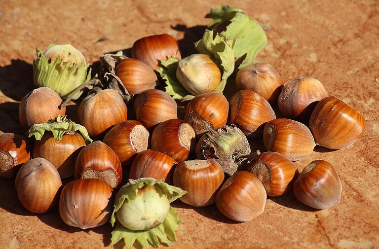 Die Ernte ihrer Bio-Haselnüsse will das Ehepaar Kimmel möglichst direkt und regional vermarkten. Die Ernte ihrer Bio-Haselnüsse will das Ehepaar Kimmel möglichst direkt und regional vermarkten.