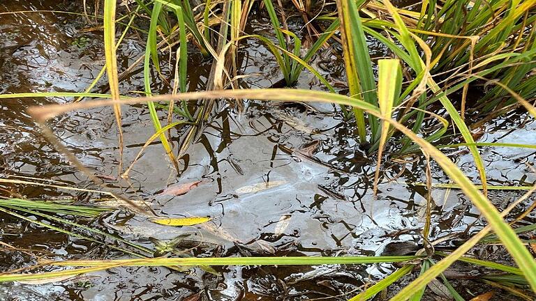 Das Bild, das die Wasserschutzpolizei in Schweinfurt der Presse zur Verfügung gestellt hat,  zeigt das mit dem Heizöl verunreinigte Retentions- becken der Kläranlage in Burkardroth.       -  Das Bild, das die Wasserschutzpolizei in Schweinfurt der Presse zur Verfügung gestellt hat,  zeigt das mit dem Heizöl verunreinigte Retentions- becken der Kläranlage in Burkardroth.