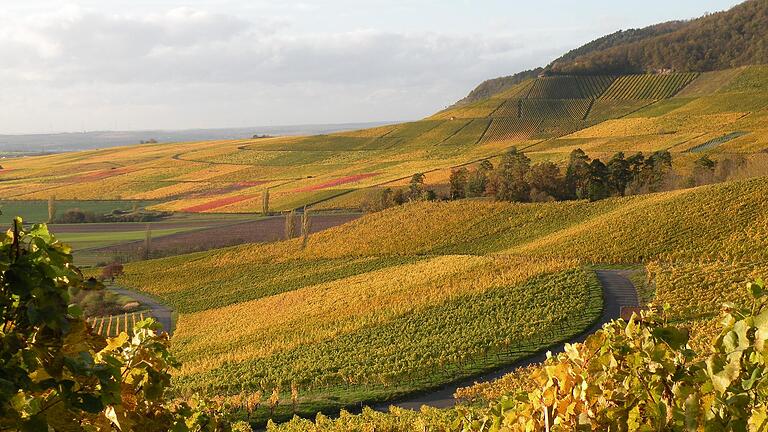 Von der Sonne beschienen sind die 260 Hektar Weinberge in Iphofen wie hier in der Lage 'Kalb'. Von der Sonne beschienen sind die 260 Hektar Weinberge in Iphofen wie hier in der Lage 'Kalb'.