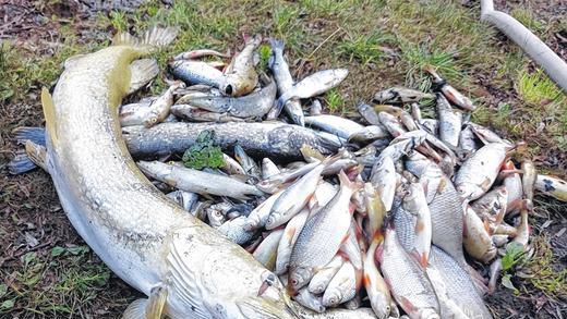 Trauriger Fang: tote Fische aus einem der umgekippten Seen bei Gädheim.