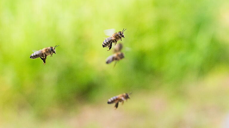 Bienen in der EU weiter in Gefahr.jpeg       -  Der Klima- und Naturschutz verliert in Bayern immer mehr politischen Rückhalt.