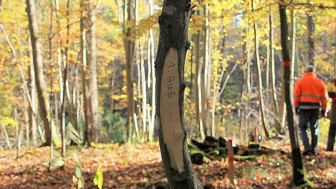 „Lattstarren“ werden die Markierungen genannt, mit denen die einzelnen Lauben im Wald gekennzeichnet sind. „1 AUS“ bedeutet, dass die Parzelle 1 hier endet. FOTO Diana Fuchs „Lattstarren“ werden die Markierungen genannt, mit denen die einzelnen Lauben im Wald gekennzeichnet sind. „1 AUS“ bedeutet, dass die Parzelle 1 hier endet. FOTO Diana Fuchs