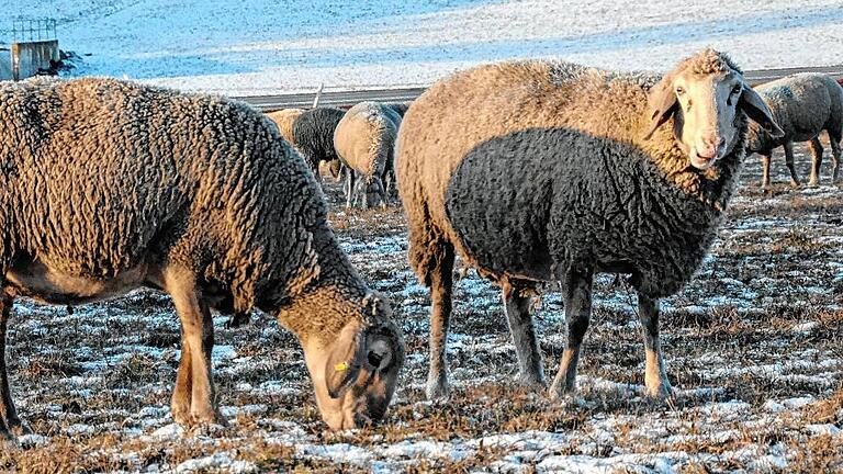 Trotz Schnee finden die Schafe immer noch Futter.