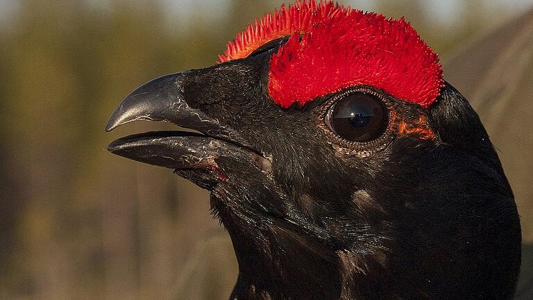 Schwedische Hoffnungsträger: Auch wenn sich der Birkwildbestand in der Rhön nicht so entwickelt hat, wie das die Fachleute erhofften, haben wenigstens viele der in diesem Jahr ausgewilderten Vögel aus Schweden die vergangenen Monate gut überstanden.