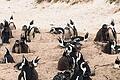 Pinguin-Alarm bei Simons Town