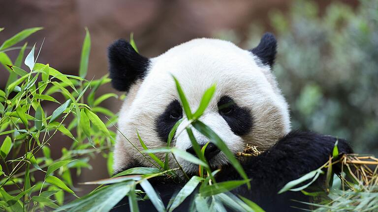 &bdquo;Panda Ridge&rdquo; im San Diego Zoo       -  Zwei Pandas feiern im kalifornischen San Diego ihre Premiere.