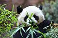 &bdquo;Panda Ridge&rdquo; im San Diego Zoo       -  Zwei Pandas feiern im kalifornischen San Diego ihre Premiere.