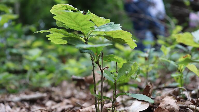 Zartes Pflänzchen: Die Eiche will Iphofen hegen und pflegen, seitdem sie wieder als Zukunftsbaum im Stadtwald gilt.