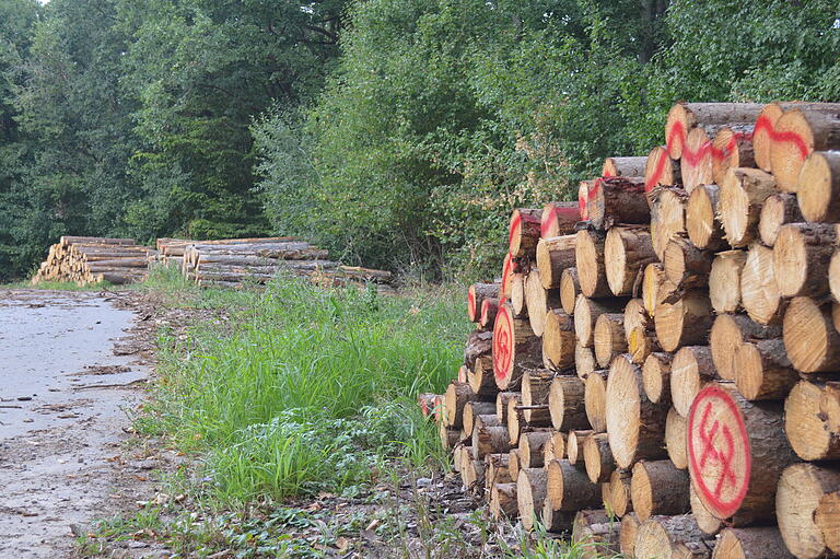 Holzstämme auf einem Lagerplatz zwischen dem Sambachshof und Sulzfeld. Laut Herbert Geßner, Revierleiter in Bad Königshofen, gibt es noch Holz zum Selbstaufarbeiten zu kaufen, allerdings nur für Einheimische.