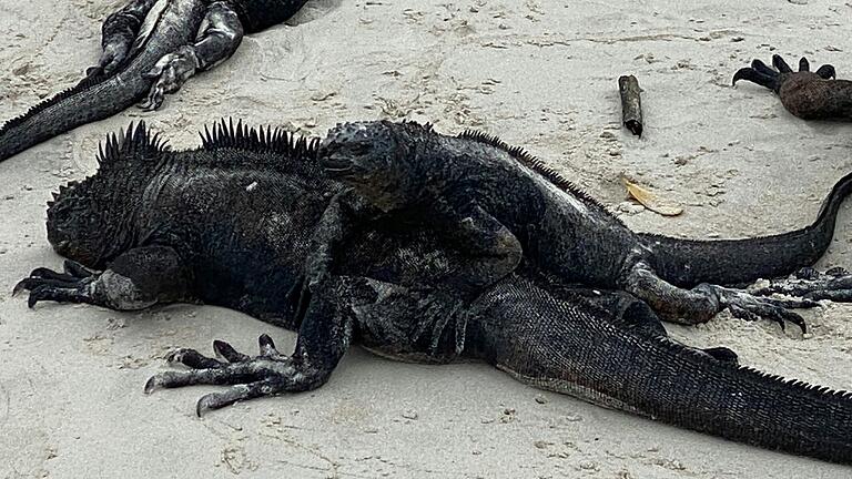 Echsen, so genannte Iguanas, auf den Galápagos-Inseln. Echsen, so genannte Iguanas, auf den Galápagos-Inseln.