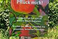 Die Aktion &quot;Pflück mich&quot; wird seit Jahren erfolgreich im Stadtgebiet durchgeführt.