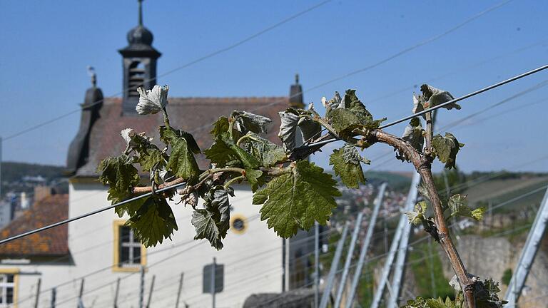 Frostschäden im Weinberg am Frickenhäuser Kapellenberg (Lkr. Würzburg) nach der Nacht zum Dienstag.&nbsp;