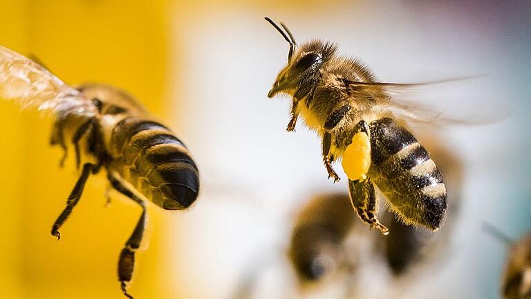 KINA - Ein Tag für die Biene       -  Die Bienen sind das Aushängeschild für ein Volksbegehren, das Änderungen am Naturschutzgesetz erreichen soll.