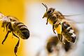 KINA - Ein Tag für die Biene       -  Die Bienen sind das Aushängeschild für ein Volksbegehren, das Änderungen am Naturschutzgesetz erreichen soll.
