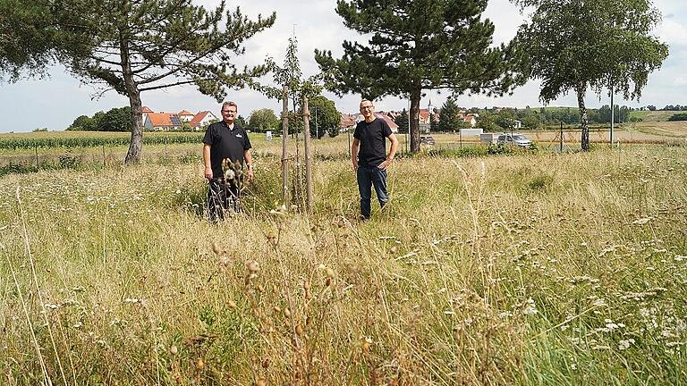 Hohe Wiese, neue Bäume, weniger und anderes Licht: Michael Iglhaut hat die Anregungen von Christian Söder und dem Landschaftspflegeverband Kitzingen auf seinem Betriebsgelände im Goldberggebiet umgesetzt und hilft so, den Lebensraum für die Fledermausart Graues Langohr, die sich nahe der Hoheimer Kirche niedergelassen hat, deutlich zu verbessern. Hohe Wiese, neue Bäume, weniger und anderes Licht: Michael Iglhaut hat die Anregungen von Christian Söder und dem Landschaftspflegeverband Kitzingen auf seinem Betriebsgelände im Goldberggebiet umgesetzt und hilft so, den Lebensraum für die Fledermausart Graues Langohr, die sich nahe der Hoheimer Kirche niedergelassen hat, deutlich zu verbessern.