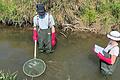 Wer schwimmt hier im Wasser? Das erforschten Dr. Tobias Epple und eine Helferin in der Baunach bei Frickendorf mit Hilfe von Elektrofischerei und Köcher.