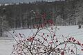 Bringt Farbe in die Winterlandschaft der Haßberge bei Bühl: Die Hagebutte.