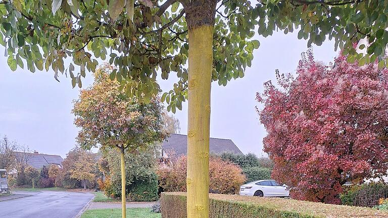 Die Bäume in Mellrichstadt kämpfen mit den Folgen des Klimawandels. Um sie zu schützen, erhalten sie einen Anstrich bis zur Baumkrone – zunächst in Gelb (im Bild), dann folgt der weiße Langzeitschutz. Die Bäume in Mellrichstadt kämpfen mit den Folgen des Klimawandels. Um sie zu schützen, erhalten sie einen Anstrich bis zur Baumkrone – zunächst in Gelb (im Bild), dann folgt der weiße Langzeitschutz.