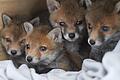 An die fünf Wochen alt sind die vier Fuchswelpen, die derzeit in der Wildvogelstation Rhön-Saale in Roth bei Steinach aufgepäppelt werden.  Lucas Kneuer       -  An die fünf Wochen alt sind die vier Fuchswelpen, die derzeit in der Wildvogelstation Rhön-Saale in Roth bei Steinach aufgepäppelt werden.  Lucas Kneuer