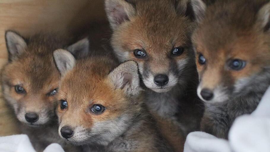 An die fünf Wochen alt sind die vier Fuchswelpen, die derzeit in der Wildvogelstation Rhön-Saale in Roth bei Steinach aufgepäppelt werden.  Lucas Kneuer       -  An die fünf Wochen alt sind die vier Fuchswelpen, die derzeit in der Wildvogelstation Rhön-Saale in Roth bei Steinach aufgepäppelt werden.  Lucas Kneuer