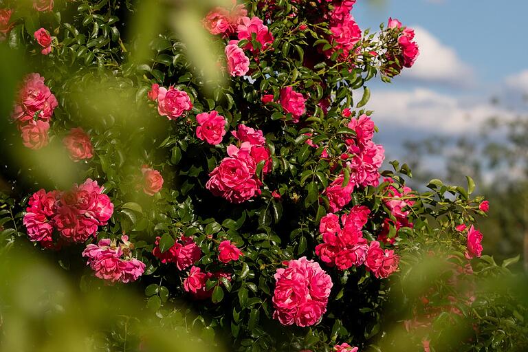 Liebste Gartenarbeit von Wolfram Vaitl: Rosen schneiden. Und einigermaßen resistent gegen Trockenheit sind Rosen auch.