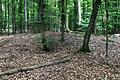 Uninteressantes Hügelchen? Von wegen: Eine 1500 Jahre alte keltische Grabstätte&nbsp; bei Zell am Ebersberg unter der Bodenoberfläche, längst von der Natur zurückgeholt.