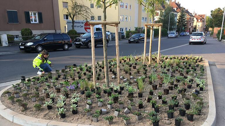 Elisabeth Kehm vom Tiefbaureferat beim Auslegen der Pflanzen zum Abschluss der Baumaßnahme Erhardstraße in Bad Kissingen.Peter Borst       -  Elisabeth Kehm vom Tiefbaureferat beim Auslegen der Pflanzen zum Abschluss der Baumaßnahme Erhardstraße in Bad Kissingen.Peter Borst