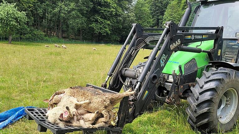 Damit es solche Bilder - wie hier im Sommer in der Rhön - künftig möglichst nicht mehr gibt, fordern CSU-Politiker, die Zahl der Wölfe zu reduzieren. Damit es solche Bilder - wie hier im Sommer in der Rhön - künftig möglichst nicht mehr gibt, fordern CSU-Politiker, die Zahl der Wölfe zu reduzieren.
