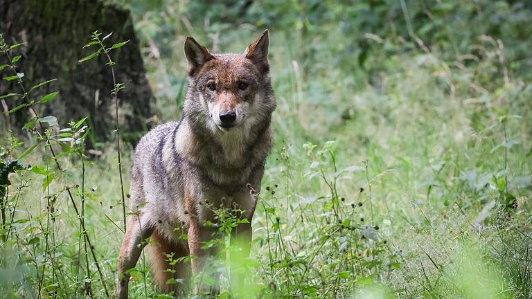 Wölfin - Der Wolf soll ins Jagdrecht aufgenommen werden. (Archivbild) Wölfin - Der Wolf soll ins Jagdrecht aufgenommen werden. (Archivbild)