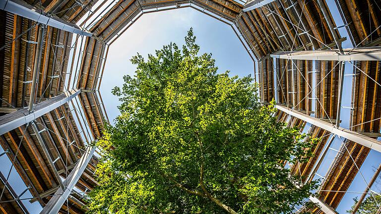 Der Baumwipfelpfad bei Ebrach schreibt wie das Steigerwald-Zentrum in Handthal im Landkreis Schweinfurt rote Zahlen. Im Landtag wurde jetzt diskutiert, wie es mit den beiden Einrichtungen weitergeht.