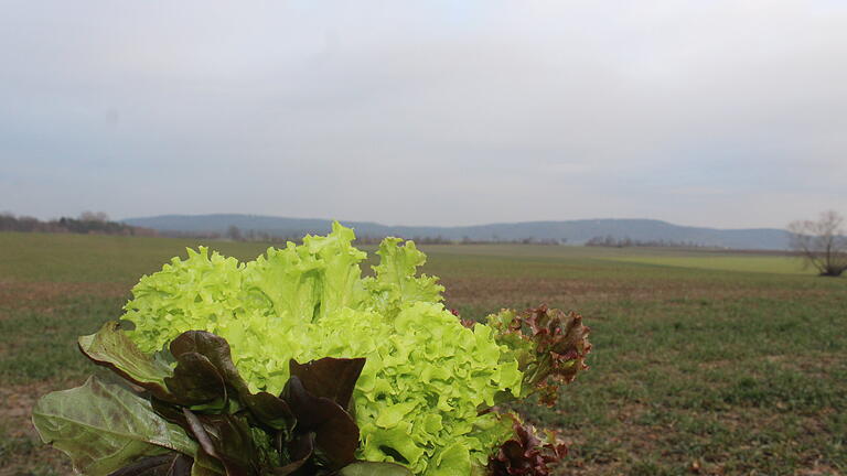 Salat vor den Toren Wiesentheids: Auf diesen Flächen im Osten von Wiesentheid plant ein holländisches Unternehmen den Bau einer Salatzucht.