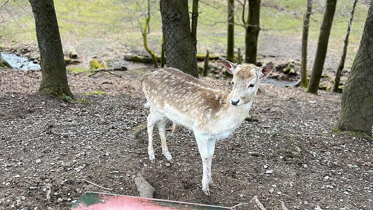 Ein Spaziergang durch den Wildpark (im Bild Gersfeld) ist auch im Winter interessant und ein lohnenswerter Ausflug.