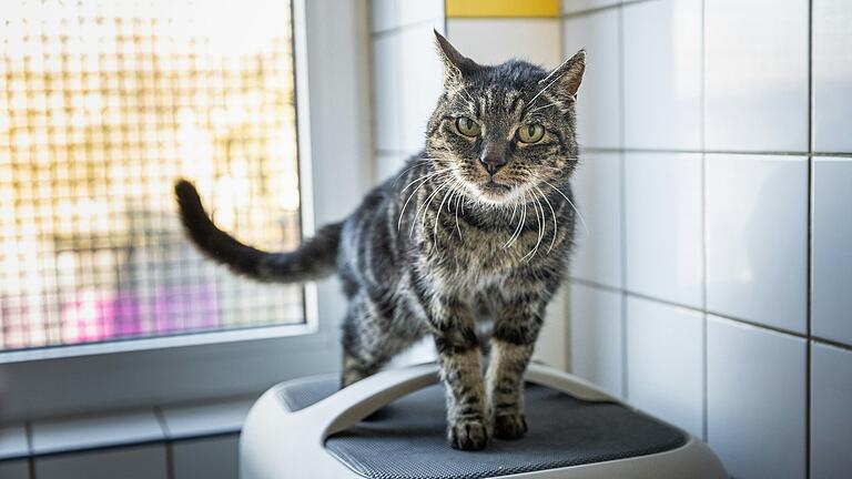 Kater Kowalski ist circa zehn Jahre alt und lebt aktuell im Tierheim Würzburg. Er sucht ein dauerhaftes Zuhause. Kater Kowalski ist circa zehn Jahre alt und lebt aktuell im Tierheim Würzburg. Er sucht ein dauerhaftes Zuhause.
