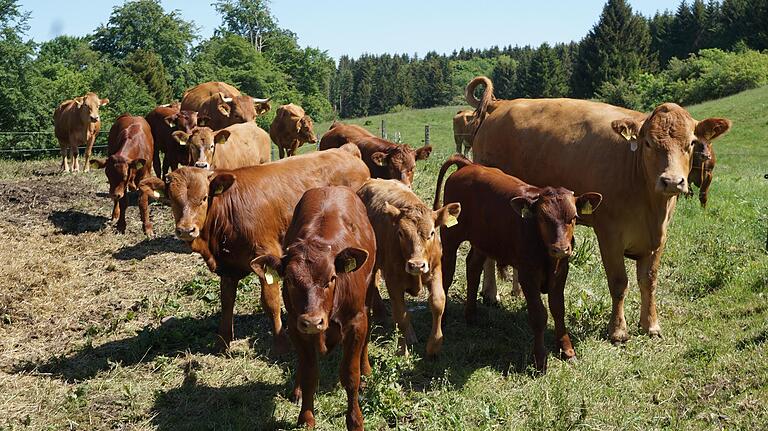 Berühungsängste haben die Mangerschen Kühe keine. Sie kommen neugierig herbei um zu schauen, wer denn da auf der Weide zu Besuch gekommen ist.