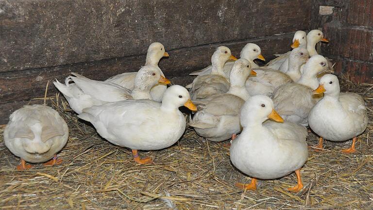 Zum Schutz vor einer weiteren Ausbreitung der Geflügelpest hat das Veterinäramt am 26. Januar verfügt, dass sämtliches Geflügel im Landkreis Haßberge im Stall zu halten ist.