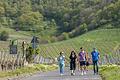 Die Weinentdeckerrunde ist ein herrlicher Spaziergang zu den Wein-Höhepunkten von Iphofen im Landkreis Kitzingen.